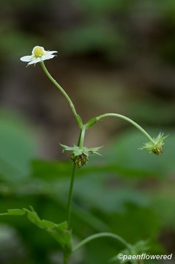 Flower and developing fruit